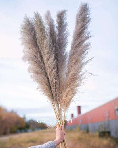 Cool Grey Pampas Grass