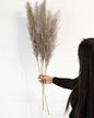 Cool Grey Pampas Grass