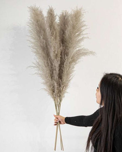 Cool Grey Pampas Grass