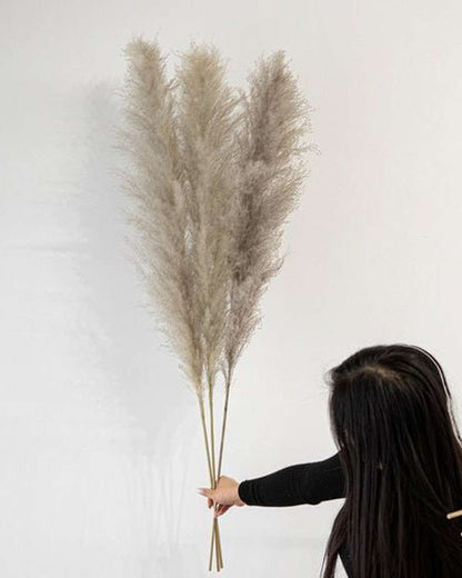 Cool Grey Pampas Grass