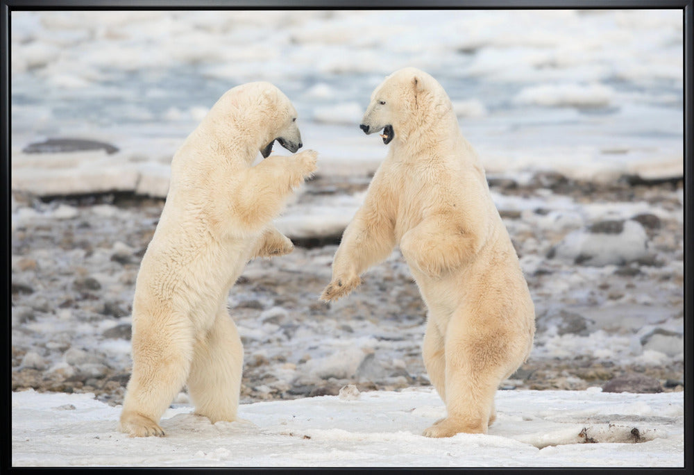 Wall art Fight !